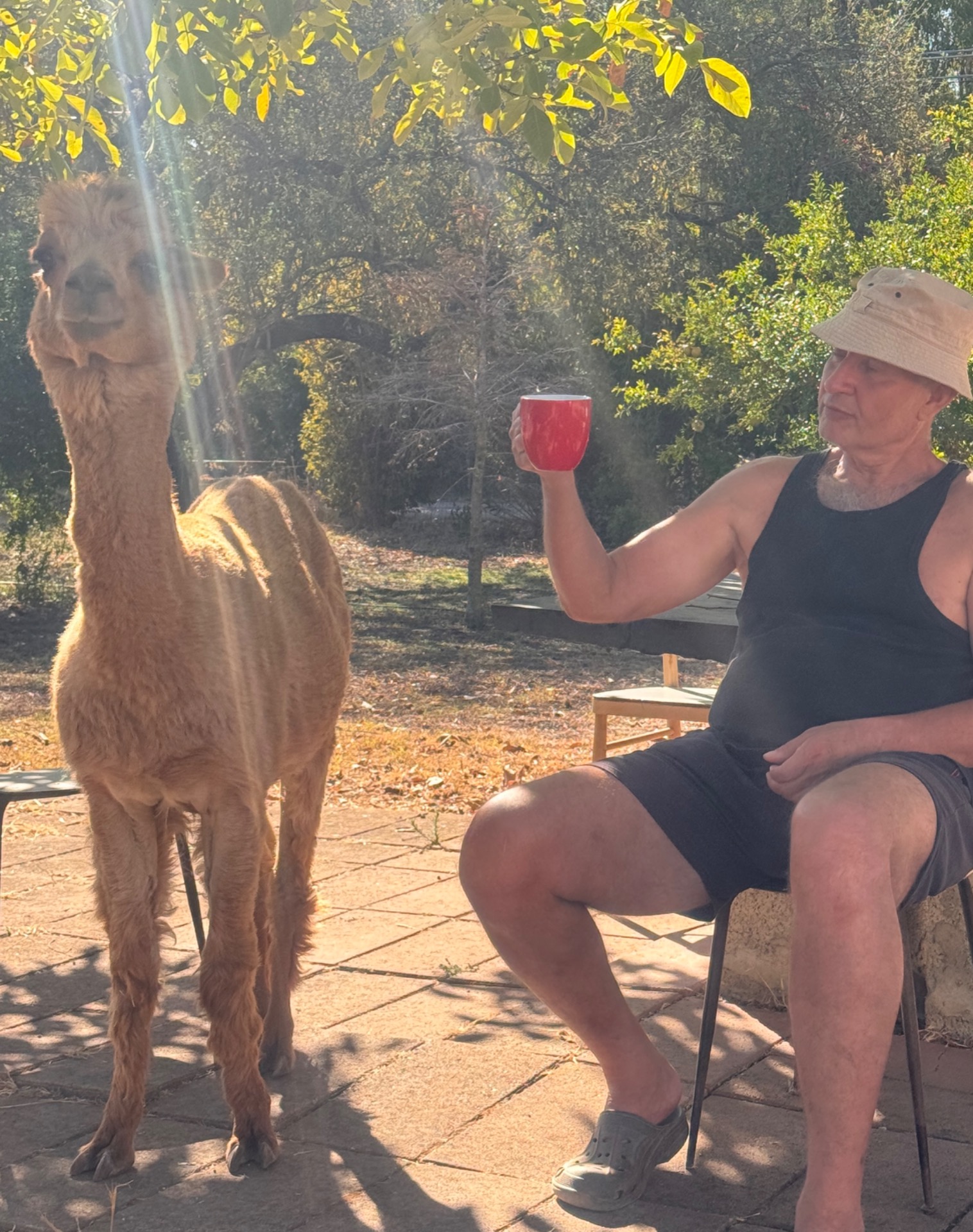 Uomo seduto in giardino con cappello, offre un bicchiere rosso a un alpaca vicino.